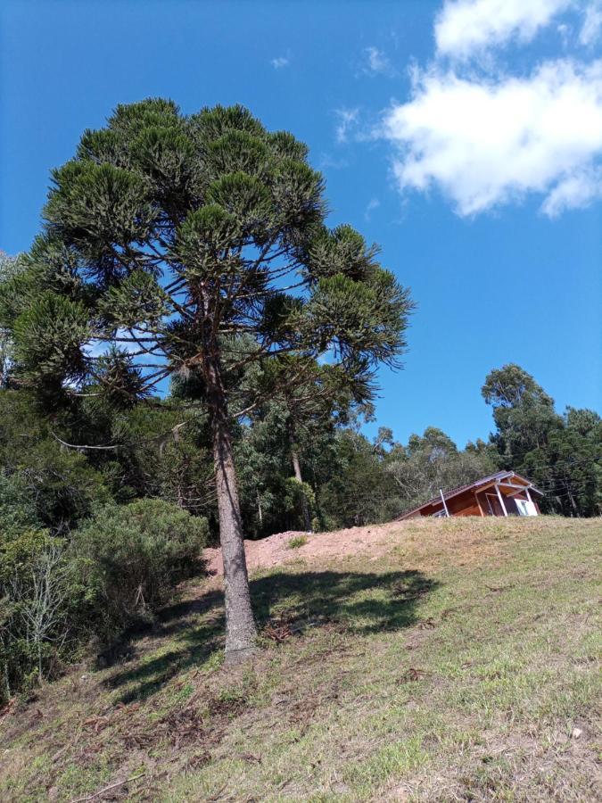 Uva Niágara Urubici